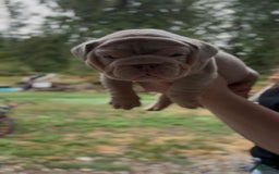 English Bulldog dogs for sale: English Bulldog 4 puppies - Image 10