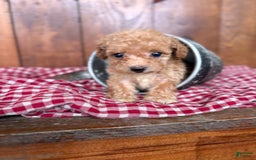 Toy Poodle dogs for sale: Tiny Daisy 🌼 - Image 2