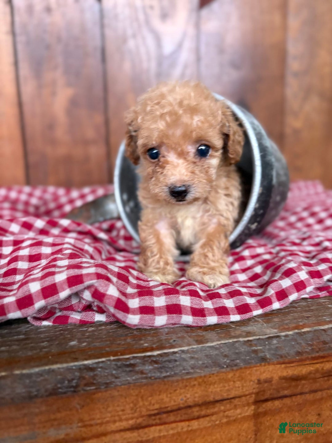 Toy Poodle dogs for sale: Tiny Daisy 🌼 - Image 2