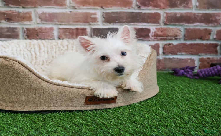 West Highland Terrier dogs for sale - Ad 5