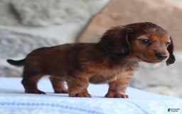 Miniature Dachshund dogs for sale: Darla - Image 2