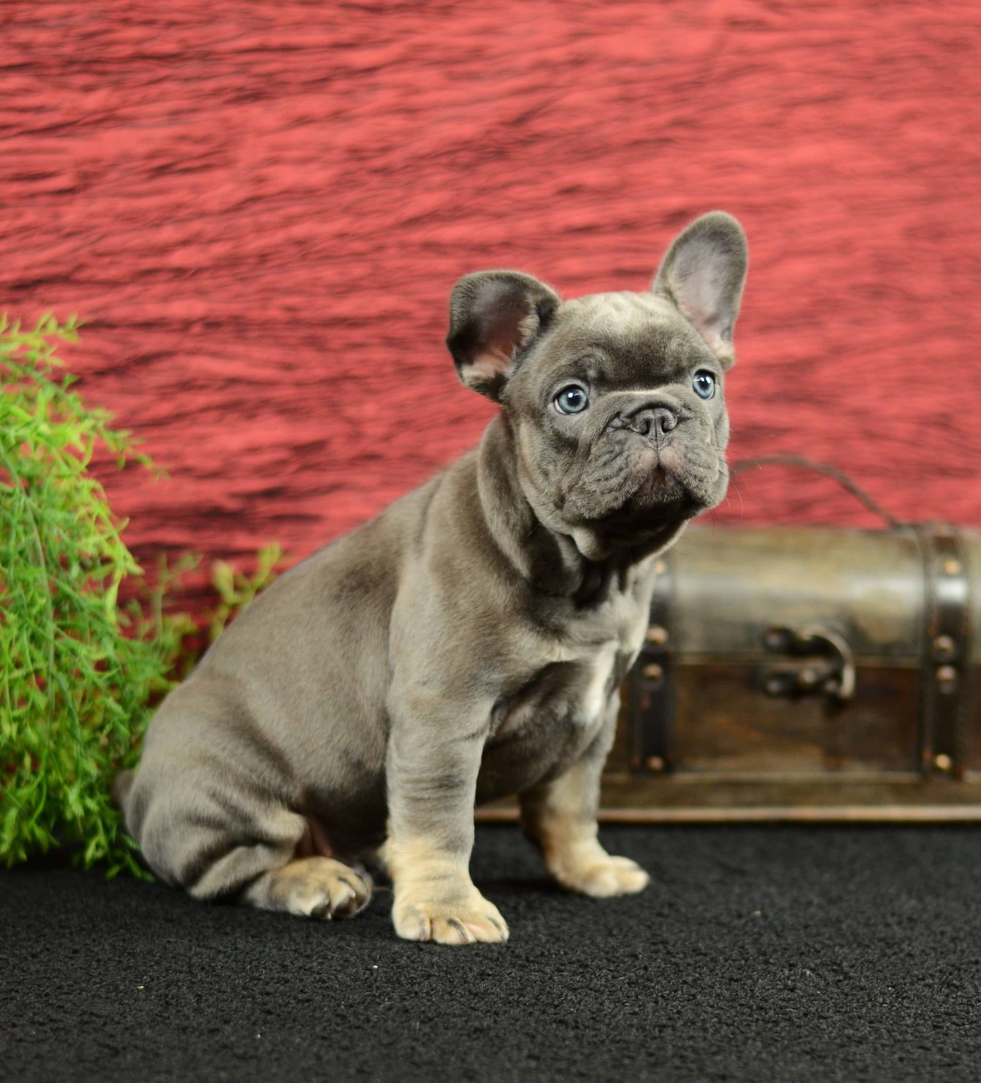 French Bulldog dogs for sale: Benji - Image 7