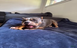 American Bully dogs for sale: Scottie - Image 1