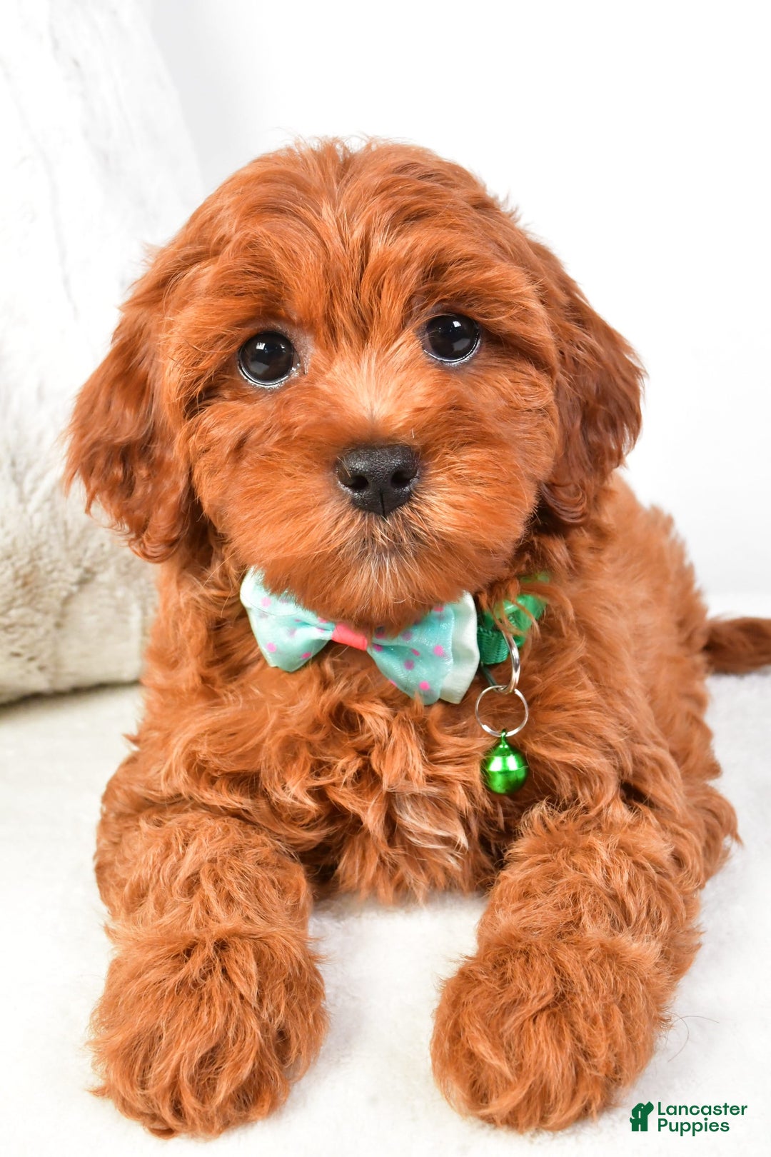 Cavapoo dogs for sale: Valerie - Image 3