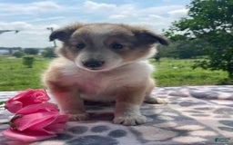Shetland Sheepdog dogs for sale: Travis - Image 7