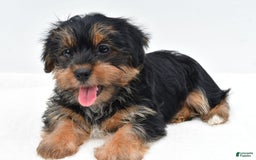 Shorkie dogs for sale: Natasha - Image 1