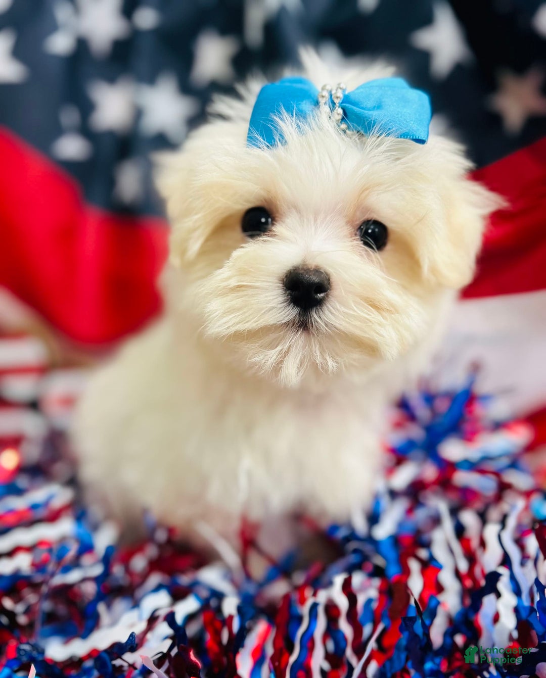 Maltese dogs for sale: Petey - Image 1