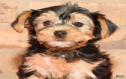 Yorkshire Terrier dogs for sale: Angie - Image 3