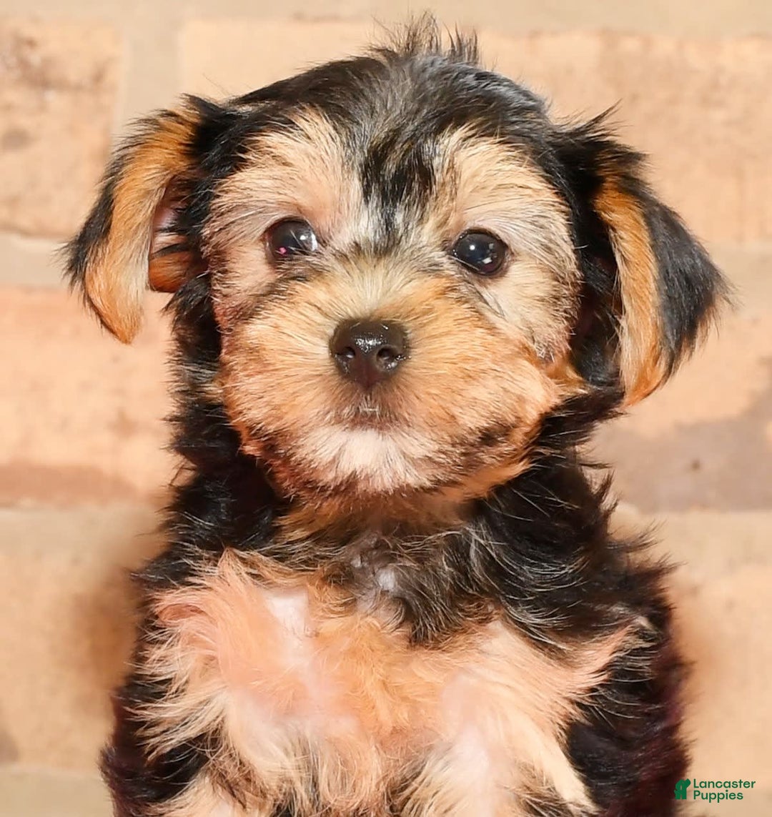 Yorkshire Terrier dogs for sale: Angie - Image 3