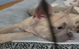 French Bulldog dogs for sale: Silver - Image 9