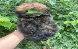 Bernedoodle dogs for sale: 💚 Kiwi Splash - Image 2