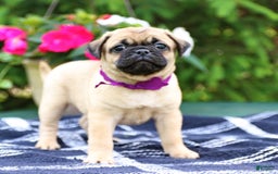 Jug dogs for sale: Almond - Image 1