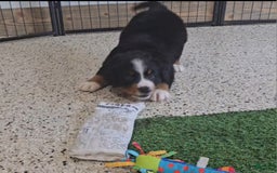 Bernese Mountain Dog dogs for sale: Sparkler - Image 9