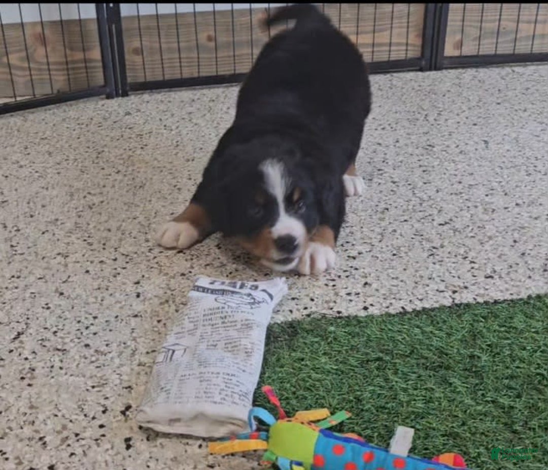 Bernese Mountain Dog dogs for sale: Sparkler - Image 9