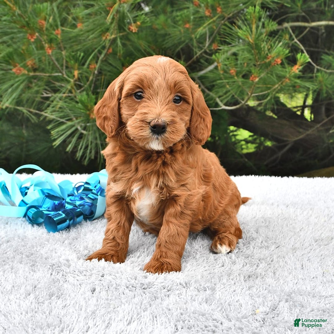 Mini Goldendoodle dogs for sale: Daisy - Image 9