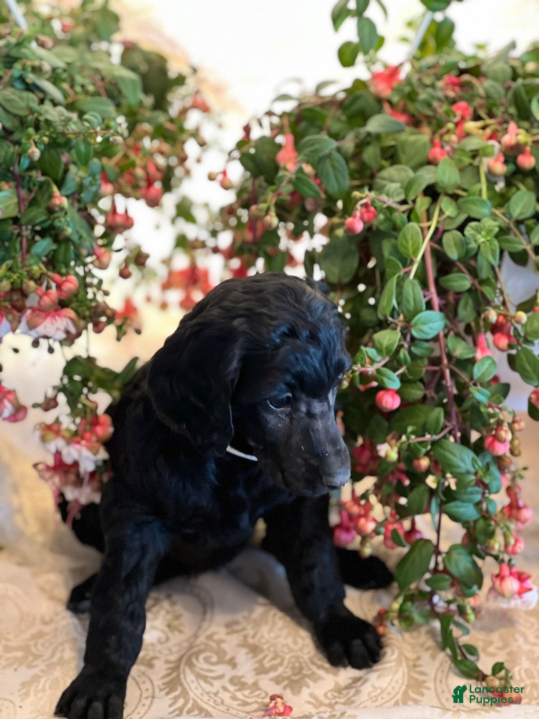 Irish Doodle dogs for sale: Samantha - Image 2