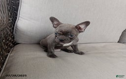 Frenchton dogs for sale: Carter - Image 2
