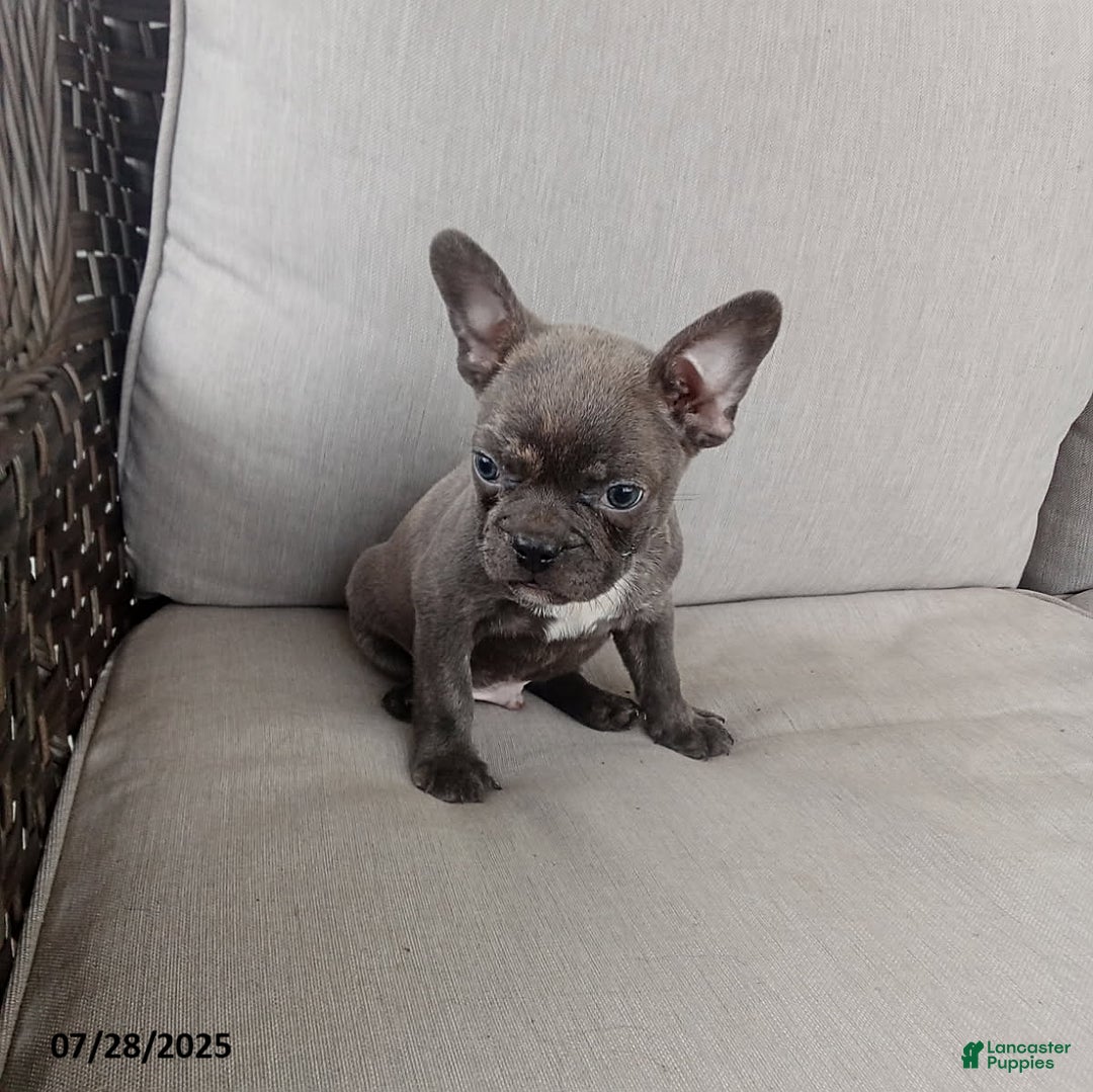 Frenchton dogs for sale: Carter - Image 2