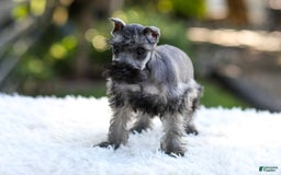 Miniature Schnauzer dogs for sale: Bentley - Image 7