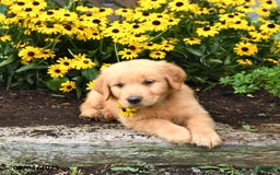 Golden Retriever dogs for sale: Finnegan - Image 1