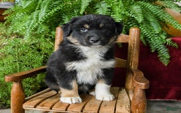 Australian Shepherd dogs for sale: Caspar - Image 2