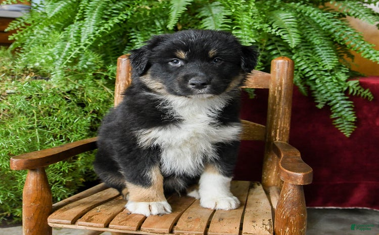 Australian Shepherd dogs for sale - Ad 3