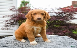 Goldendoodle dogs for sale: Cupcake - Image 2