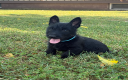 Scottish Terrier dogs for sale: Remi - Image 3