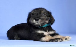Miniature Schnauzer dogs for sale: Austin - Image 2