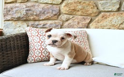 Olde English Bulldogge dogs for sale: Pansy - Image 6