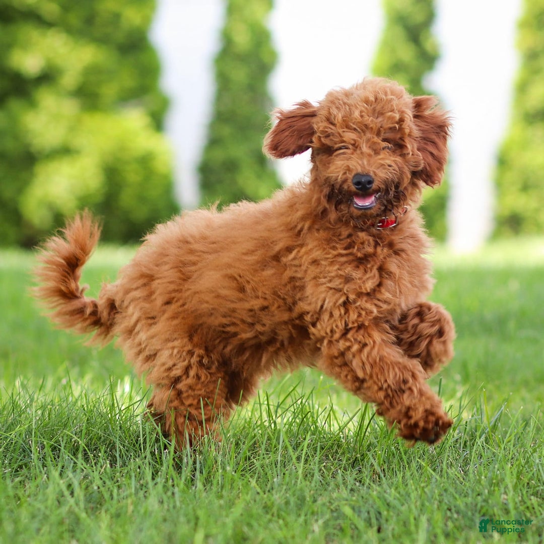 Goldendoodle dogs for sale: Annie - Image 3