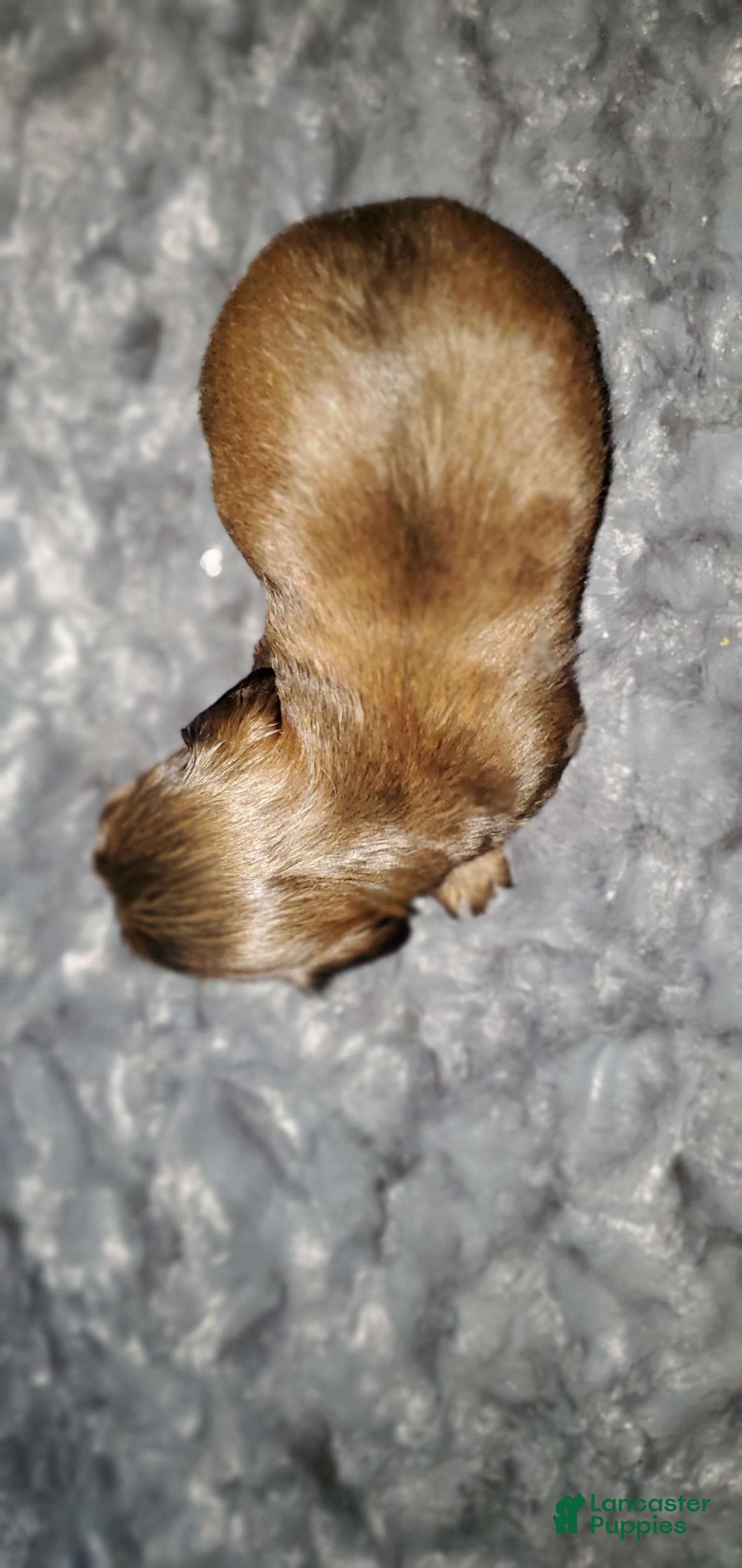Miniature Dachshund dogs for sale: Scorch - Image 3