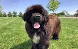 Newfoundland dogs for sale: Dawson - Image 13