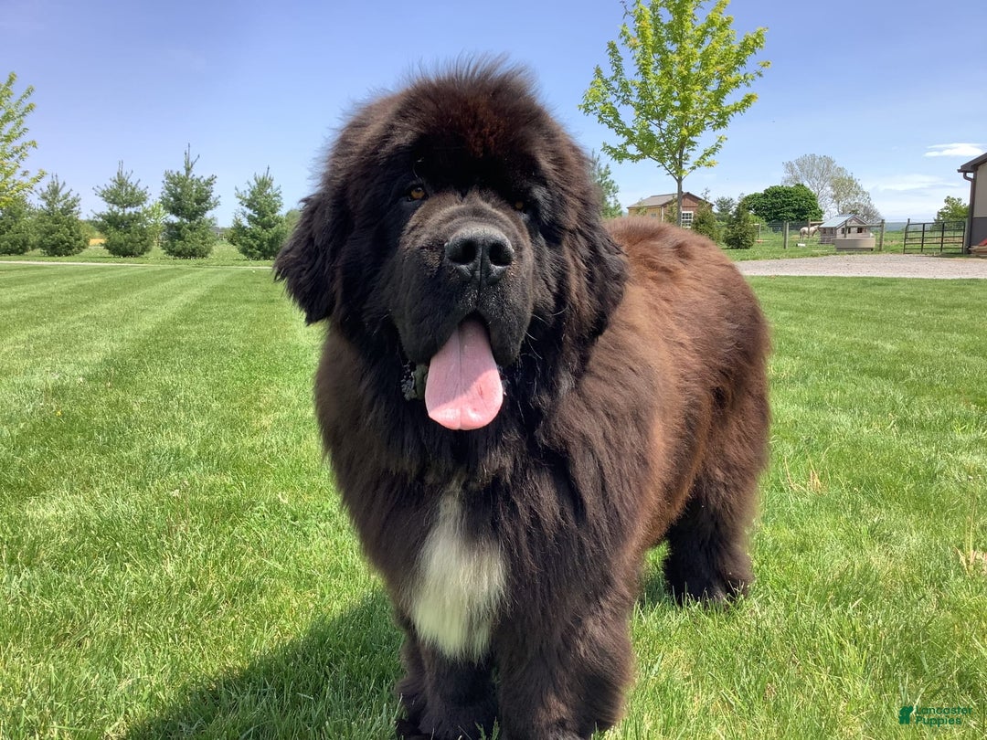 Newfoundland dogs for sale: Dawson - Image 13