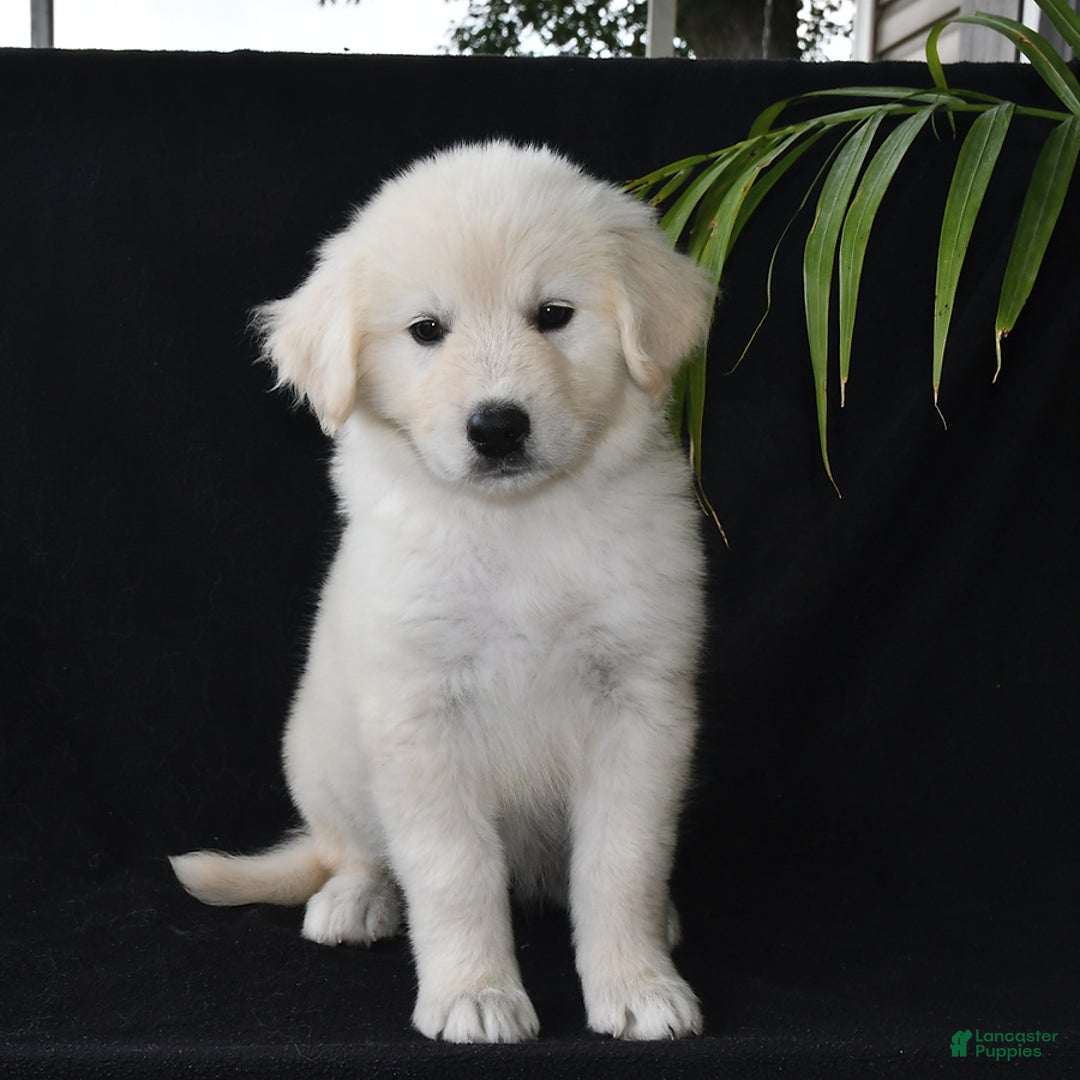 Golden Retriever dogs for sale: Kasey - Image 4
