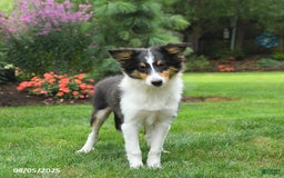 Shetland Sheepdog dogs for sale: Lucky - Image 3
