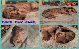 Great Dane dogs for sale: Baby Boy Blue - Image 1