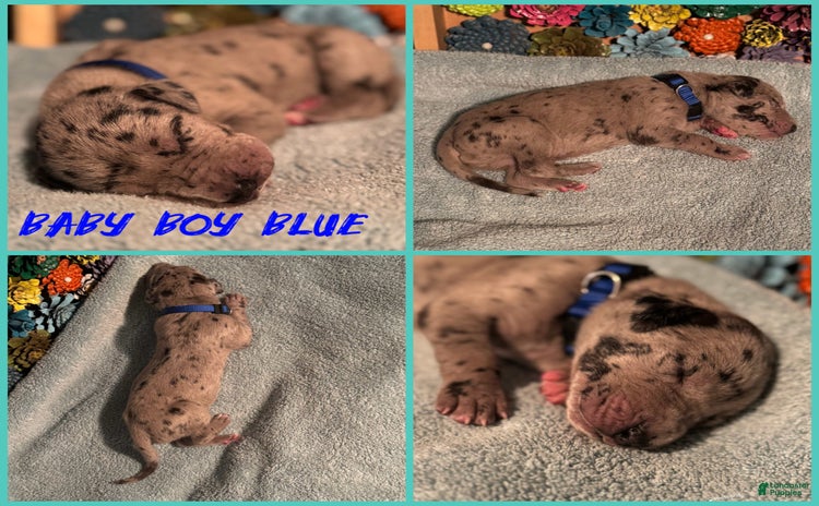 Great Dane dogs for sale - Ad 5
