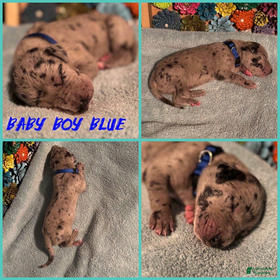 Great Dane dogs for sale: Baby Boy Blue - Image 1