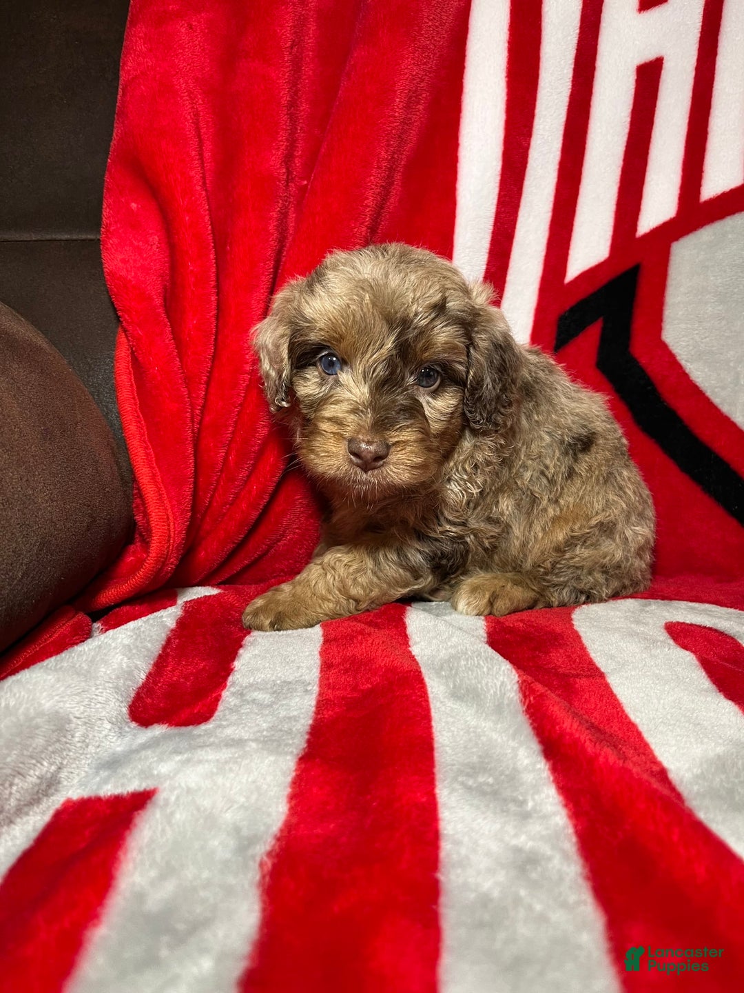 Mini Aussiedoodle dogs for sale: Ringo - Image 5