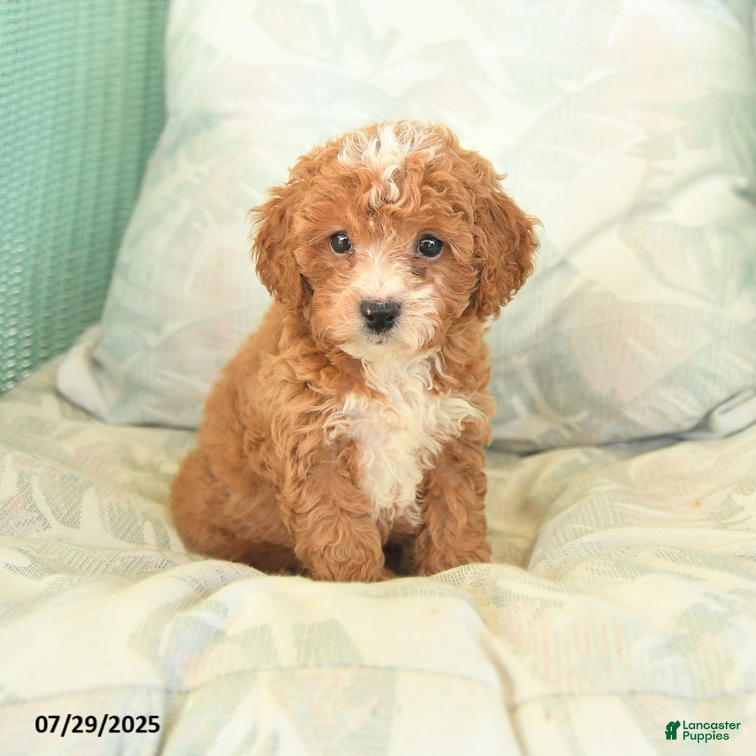 Miniature Poodle dogs for sale: Theodore - Image 5