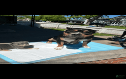 American Bully dogs for sale: Murrel - Image 6