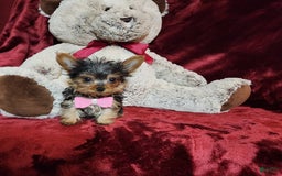 Yorkshire Terrier dogs for sale: Munchkin - Image 2
