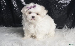 Maltese dogs for sale: Bella - Image 3