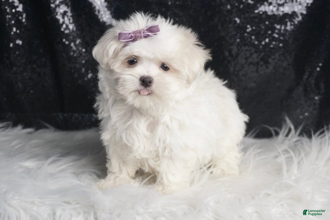 Maltese dogs for sale: Bella - Image 3