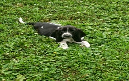 Basset Hound dogs for sale: Shiloh - Image 7