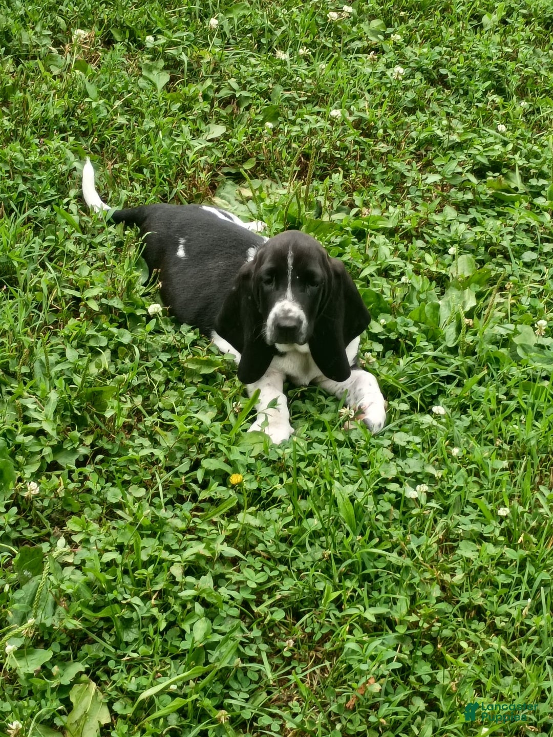 Basset Hound dogs for sale: Shiloh - Image 7