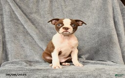 Boston Terrier dogs for sale: Boston Terrier 5 puppies - Image 23