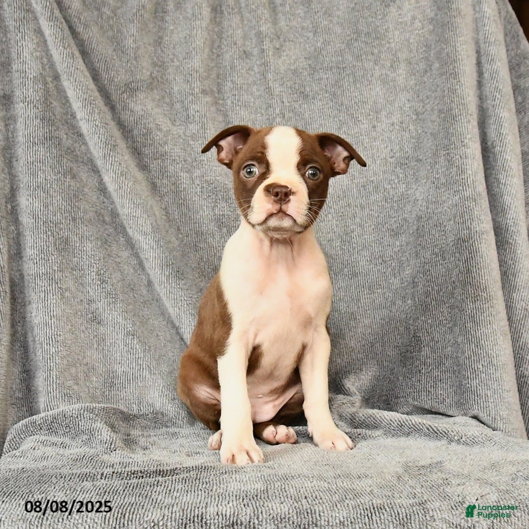 Boston Terrier dogs for sale: Boston Terrier 5 puppies - Image 23