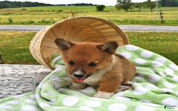 Welsh Corgi Pembroke dogs for sale: Tj - Image 6